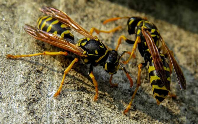 馬蜂會主動攻擊人嗎? 馬蜂