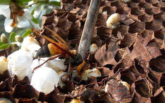 黑尾胡蜂真的能蟄死人嗎? 黑尾胡蜂