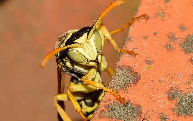 被馬蜂蟄后多久就安全了? 馬蜂