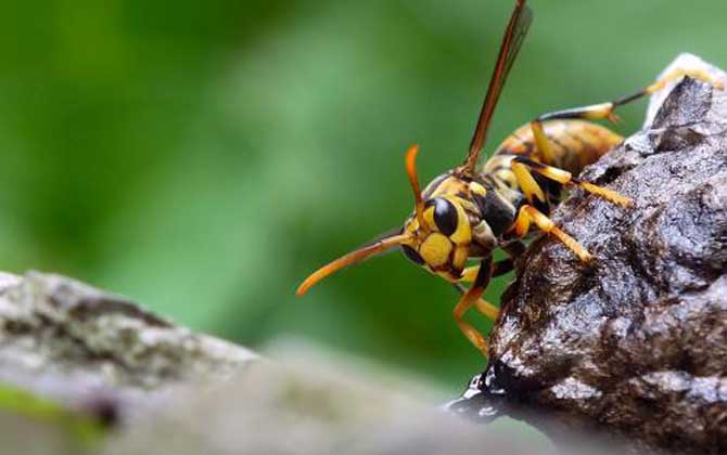 北方黃胡蜂的毒性大不大? 北方黃胡蜂
