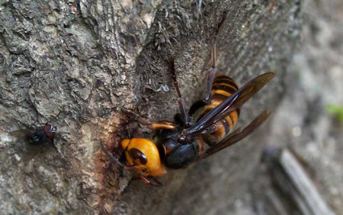 人頭蜂真的能蟄死人嗎? 人頭蜂