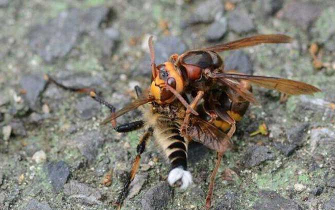 被金環(huán)胡蜂蟄了怎么辦? 金環(huán)胡蜂