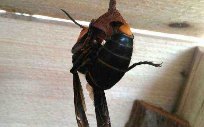 胡蜂(馬蜂)養殖風險高嗎? 胡蜂養殖