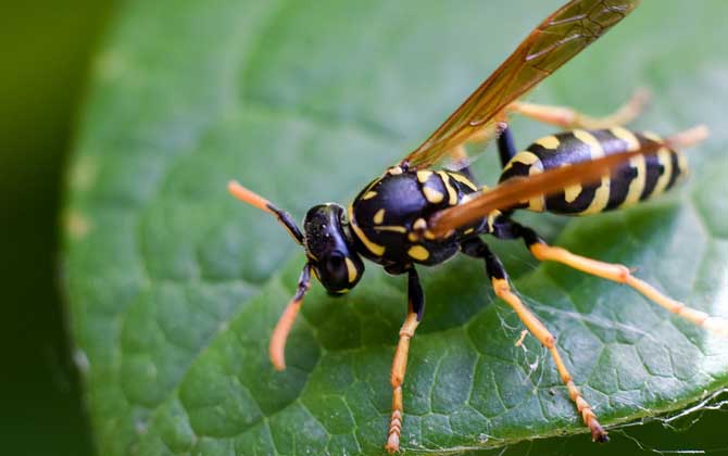 被馬蜂蟄了幾天能消腫? 馬蜂