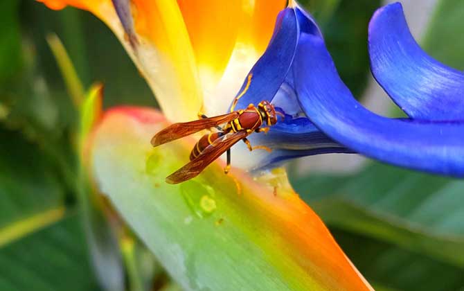 被馬蜂蟄了幾天能消腫? 馬蜂