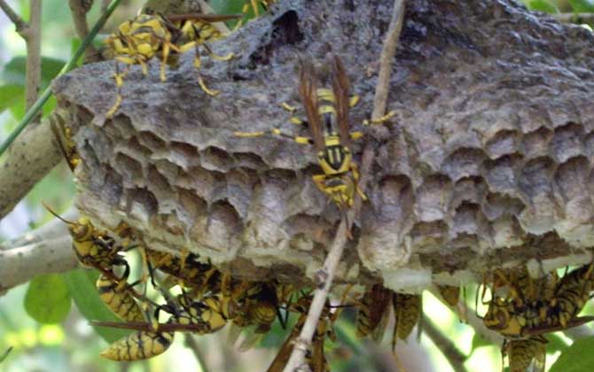 長腳胡蜂的毒性強(qiáng)不強(qiáng)? 長腳胡蜂