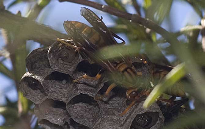 長腳胡蜂的毒性強(qiáng)不強(qiáng)? 長腳胡蜂