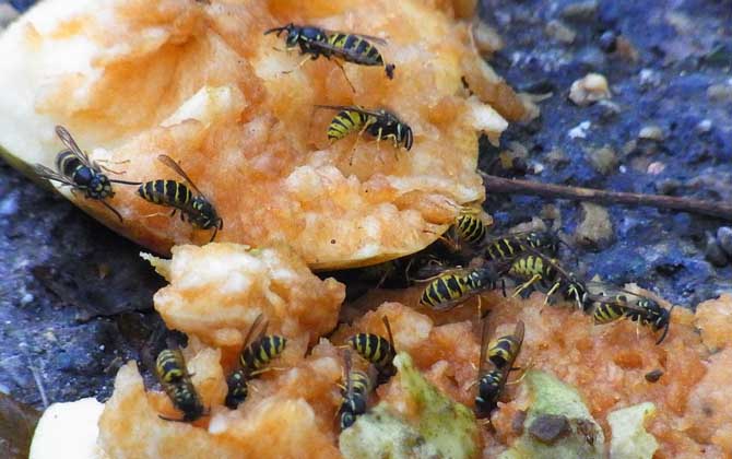 為什么胡蜂是蜜蜂的天敵? 胡蜂