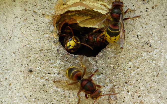 馬蜂真的會殺死蜜蜂嗎? 馬蜂