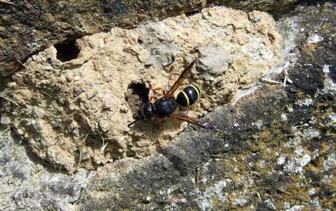 養(yǎng)胡蜂有什么經(jīng)濟(jì)價(jià)值? 胡蜂