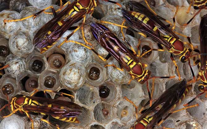 胡蜂養殖虧慘了是什么原因? 胡蜂