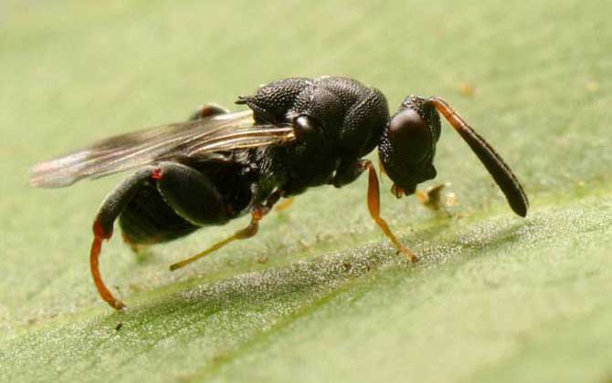 寄生蜂的種類及圖片大全 廣大腿小蜂