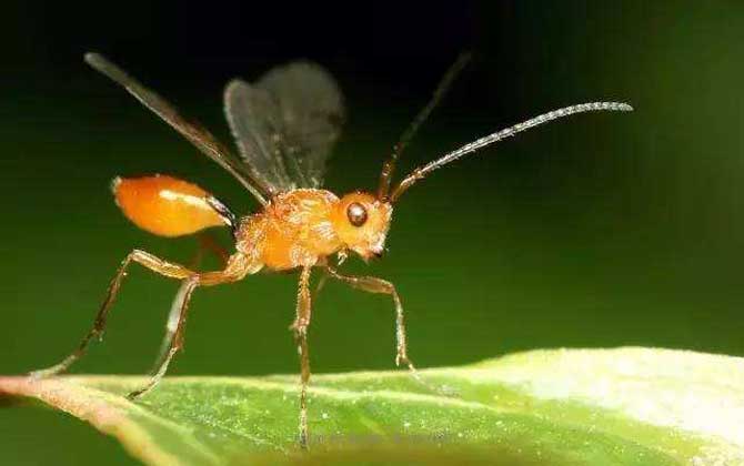 寄生蜂的種類及圖片大全 螟蛉絨繭蜂