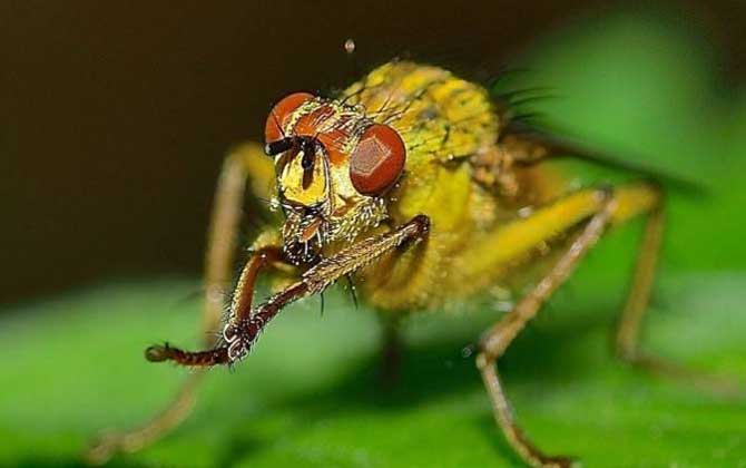 寄生蜂的種類及圖片大全 赤眼蜂