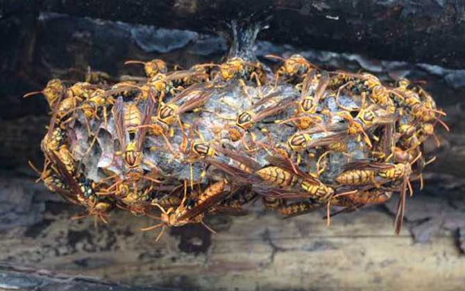 一窩胡蜂有多少只蜂王? 胡蜂