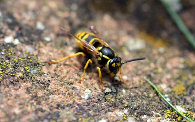 一窩胡蜂有多少只蜂王? 胡蜂