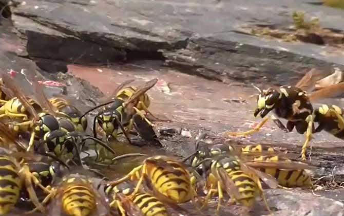 養200窩胡蜂有多少錢? 養胡蜂