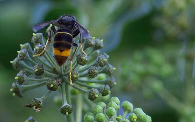 馬蜂報復的原理及驅趕方法 馬蜂