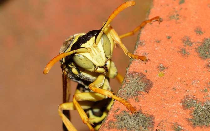 馬蜂報復的原理及驅趕方法 馬蜂