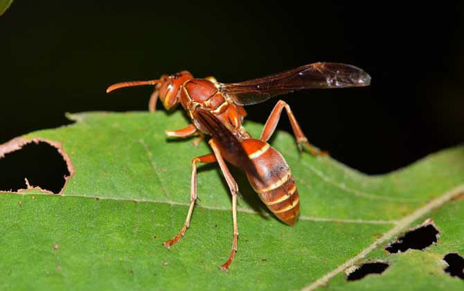 馬蜂報復的原理及驅趕方法 馬蜂