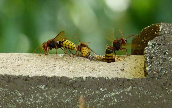 馬蜂報復的原理及驅趕方法 馬蜂
