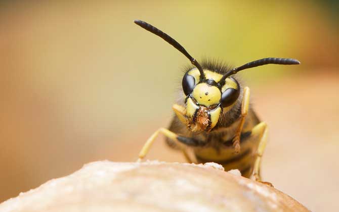 馬蜂蟄后多久才能放心? 馬蜂