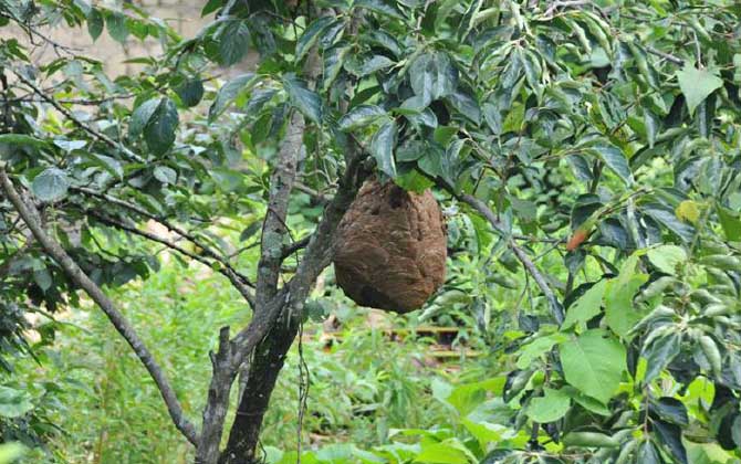 葫蘆蜂喂什么筑巢快? 葫蘆蜂