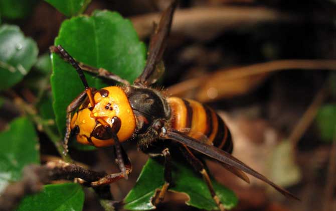 人頭蜂的克星是什么? 人頭蜂