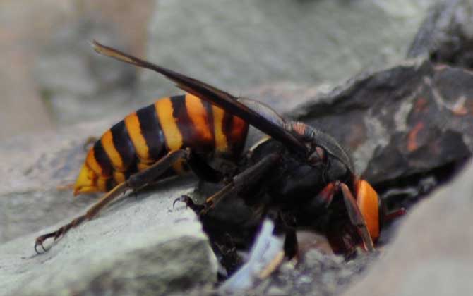 被牛角蜂蟄了幾天消腫? 牛角蜂