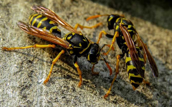 牛角蜂怕什么味道? 牛角蜂