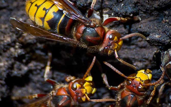 牛角蜂泡酒有什么功效? 牛角蜂