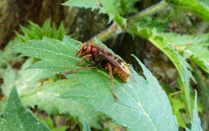 牛角蜂泡酒有什么功效? 牛角蜂