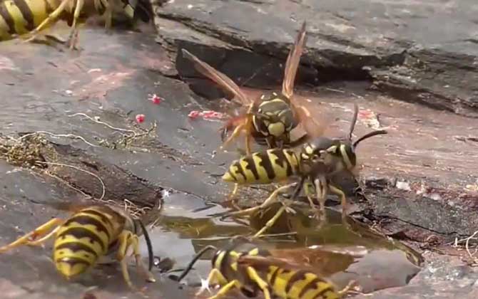 馬蜂是益蟲還是害蟲? 馬蜂