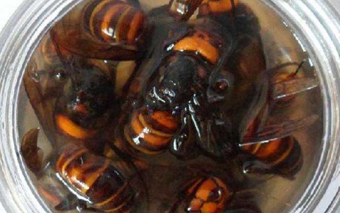 蜂酒的功效與作用及禁忌人群 蜂酒