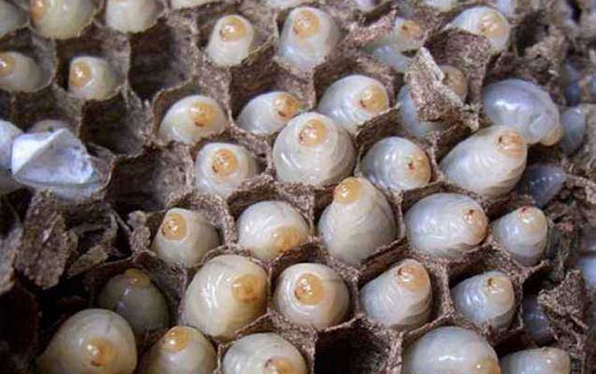 人頭蜂窩多少錢一斤? 人頭蜂窩