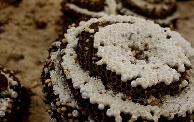 人頭蜂窩多少錢一斤? 人頭蜂窩