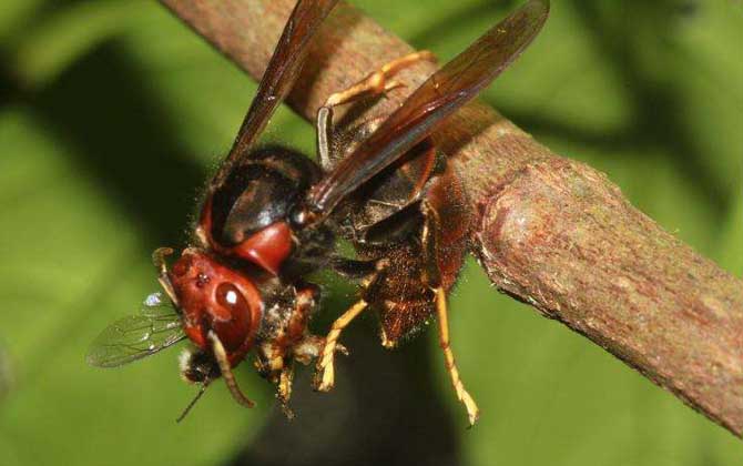 人頭蜂泡酒有什么功效? 人頭蜂