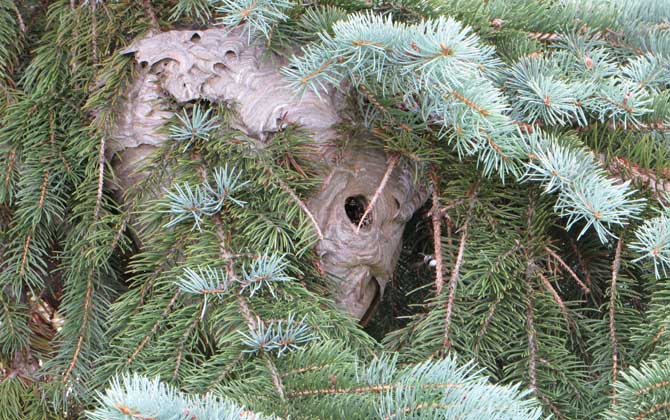 人頭蜂窩怎么處理才安全? 人頭蜂