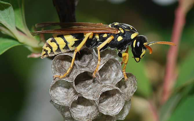 被馬蜂蟄了不處理行嗎? 馬蜂