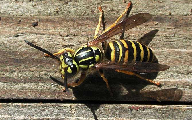 被馬蜂蟄了用醋還是肥皂水? 馬蜂