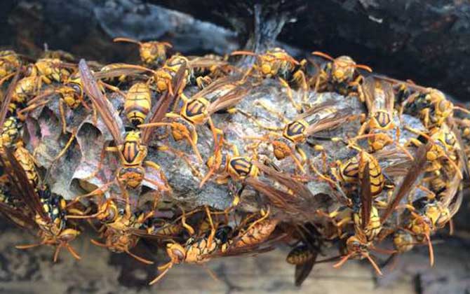 馬蜂窩捅了后多久會走? 馬蜂窩