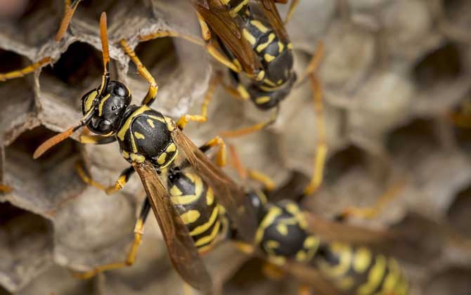 馬蜂喜歡在什么地方做窩? 馬蜂