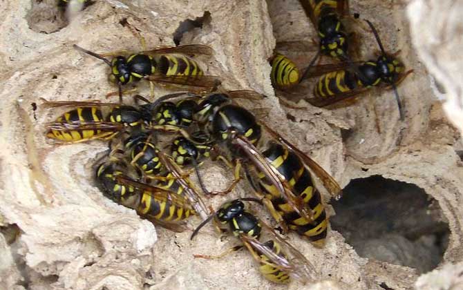 馬蜂會攻擊睡覺的人嗎? 馬蜂