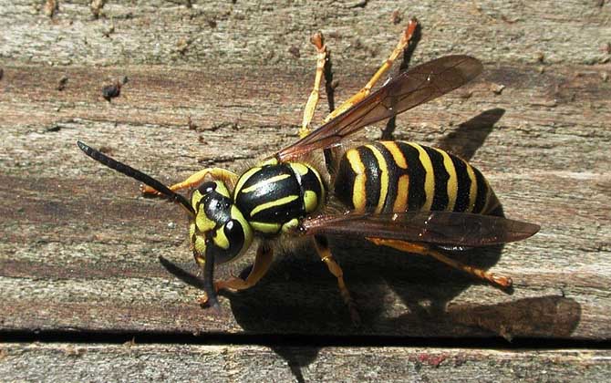 被馬蜂蟄了涂什么管用? 馬蜂