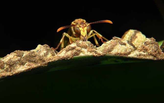 被馬蜂蟄了涂什么管用? 馬蜂