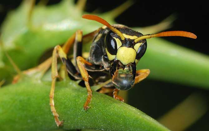 馬蜂蟄后會自己消腫嗎? 馬蜂