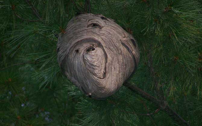 馬蜂窩摘除的最佳時間 馬蜂窩