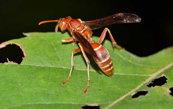 馬蜂記仇會記多久? 馬蜂