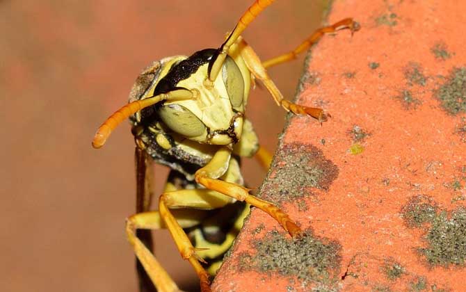 被馬蜂蟄了多久會(huì)死亡? 馬蜂