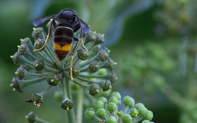 被馬蜂蟄了多久會(huì)死亡? 馬蜂
